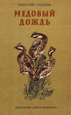 Николай Сладков - Медовый дождь
