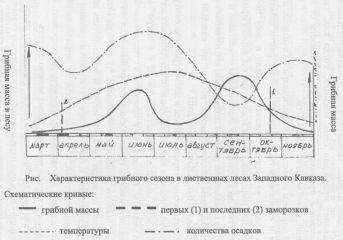 Феликс Борков - О росте и сборах грибов на Кубани