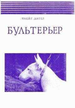Дитер Флейг - Бультерьер