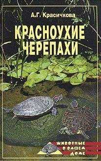 Анастасия Красичкова - Красноухие черепахи