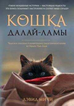 Дэвид Мичи - Кошка Далай-Ламы. Чудесное спасение и удивительная судьба уличной кошки из трущоб Нью-Дели